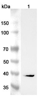 Western blot analysis was performed using anti-AGXT polyclonal antibody at 1μg/ml on various samples.
Lane 1: Mouse liver lysate