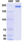 Anti-Human CD38 Reference Antibody (Isatuximab) – Figure 1 of 2