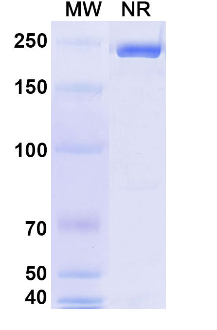 Anti-Human CD38 Reference Antibody (Isatuximab) – Figure 1 of 2