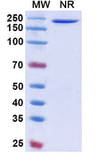 Anti-Human CD38 Reference Antibody (Mezagitamab) – Figure 1 of 1