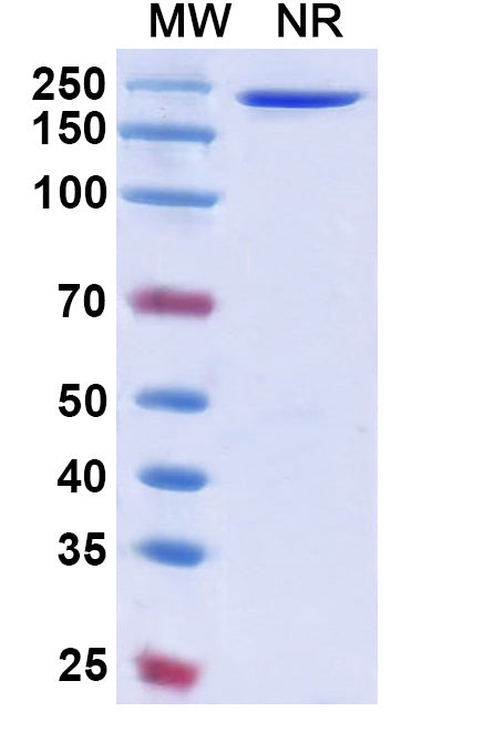 Anti-Human CD38 Reference Antibody (Mezagitamab) – Figure 1 of 1