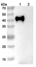 Western blot analysis was performed using anti-CD38  monoclonal antibody at 1ug/mL on various samples.
Lane 1: recombinant human CD38  (Catalog No: HB691011)
Lane 2: negative control