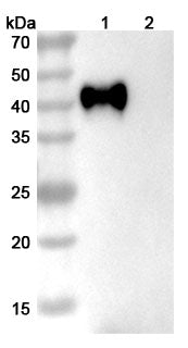 Western blot analysis was performed using anti-CD38  monoclonal antibody at 1ug/mL on various samples.
Lane 1: recombinant human CD38  (Catalog No: HB691011)
Lane 2: negative control