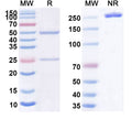 Anti-Human CD38 Reference Antibody (Mor202) – Figure 1 of 1