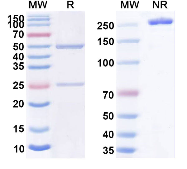 Anti-Human CD38 Reference Antibody (Mor202) – Figure 1 of 1