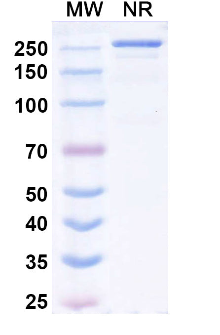 Anti-Human CD38 Reference Antibody (Lumrotatug) – Figure 1 of 1