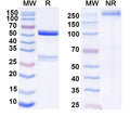 Anti-Human CD38 Reference Antibody (Sanritatug) – Figure 1 of 1