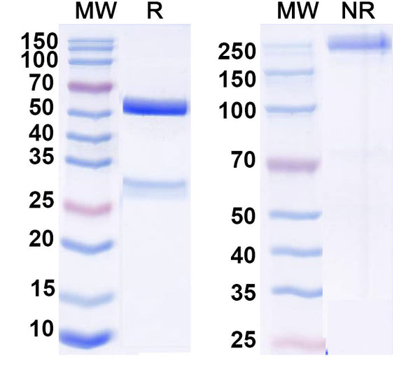 Anti-Human CD38 Reference Antibody (Sanritatug) – Figure 1 of 1