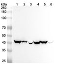 Western blot analysis was performed using anti-GOT1 polyclonal antibody at 1ug/mL on various samples.
Lane 1: Mouse brain lysate
Lane 2: Mouse heart lysate
Lane 3: Mouse liver lysate
Lane 4: Rat brain lysate
Lane 5: Rat heart lysate
Lane 6: Rat liver lysate