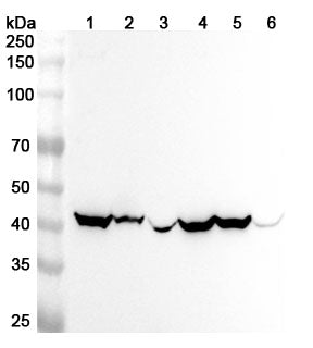 Western blot analysis was performed using anti-GOT1 polyclonal antibody at 1ug/mL on various samples.
Lane 1: Mouse brain lysate
Lane 2: Mouse heart lysate
Lane 3: Mouse liver lysate
Lane 4: Rat brain lysate
Lane 5: Rat heart lysate
Lane 6: Rat liver lysate