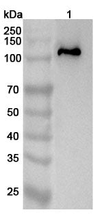 Western blot analysis was performed using anti-GLDC polyclonal antibody at 1ug/mL on various samples.
Lane 1: Caco2 cell lysate