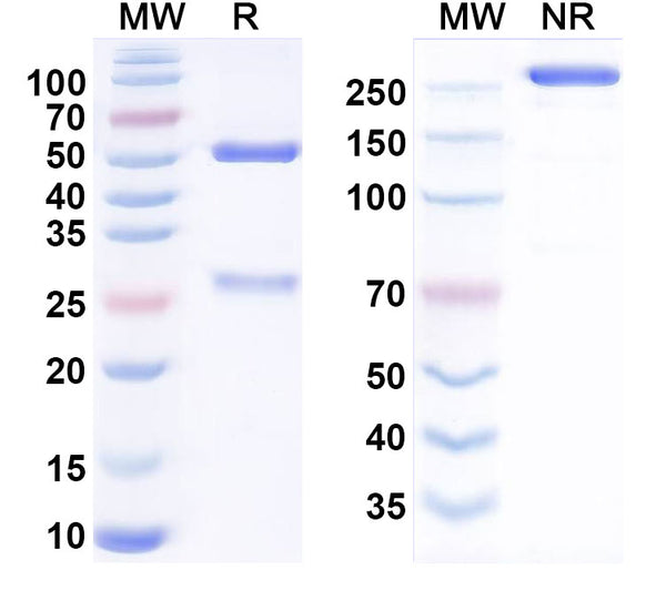 Anti-Human Axl Reference Antibody (Enapotamab) – Figure 1 of 2