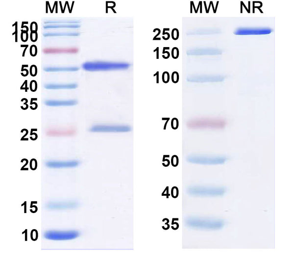 Anti-Human Axl Reference Antibody (Mipasetamab) – Figure 1 of 1