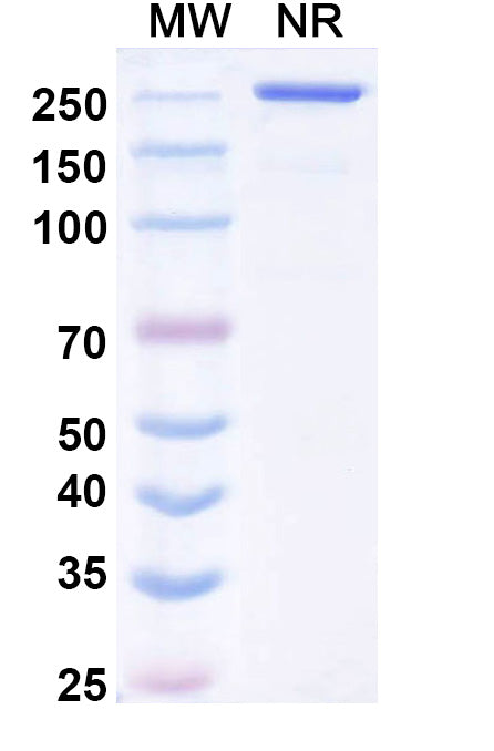 Anti-Human Axl Reference Antibody (Mecbotamab) – Figure 1 of 3