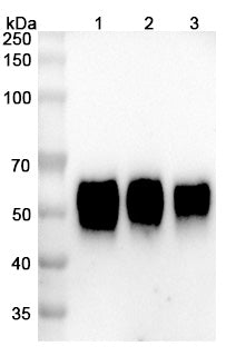 Anti-Human IL-3R alpha Reference Antibody (Talacotuzumab) – Figure 1 of 2