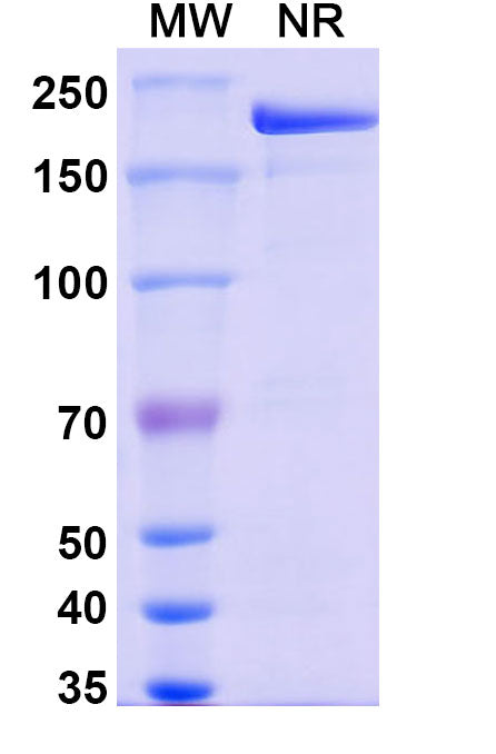 Anti-Human CTGF/CCN2 Reference Antibody (Pamrevlumab) – Figure 1 of 1