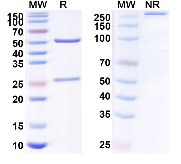 Anti-Human S100A4 Reference Antibody (AX-202) – Figure 1 of 1