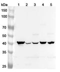 Western blot analysis was performed using anti-TACR2 polyclonal antibody at 1ug/mL on various samples.
Lane 1: Mouse heart lysate
Lane 2: Mouse lung lysate
Lane 3: Mouse brain lysate
Lane 4: Rat heart lysate
Lane 5: Rat brain lysate
