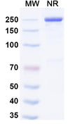 Anti-Human IL-4R alpha Reference Antibody (Manfidokimab) – Figure 1 of 1