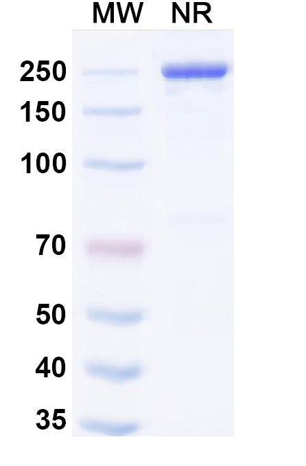 Anti-Human IL-4R alpha Reference Antibody (Manfidokimab) – Figure 1 of 1