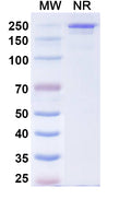 Anti-Human IL-4R alpha Reference Antibody (Comekibart) – Figure 1 of 1