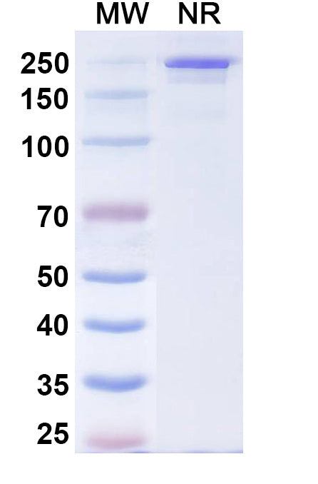 Anti-Human IL-4R alpha Reference Antibody (Comekibart) – Figure 1 of 1