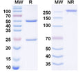 Anti-Human IL-4R alpha Reference Antibody (Oturkibart) – Figure 1 of 1
