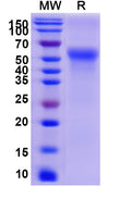 Recombinant Human CD46 Protein, C-His