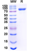 Recombinant Human CD46 Protein, C-Fc