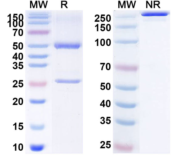 Anti-Human OSM/Oncostatin-M Reference Antibody (GSK 2330811) – Figure 1 of 1