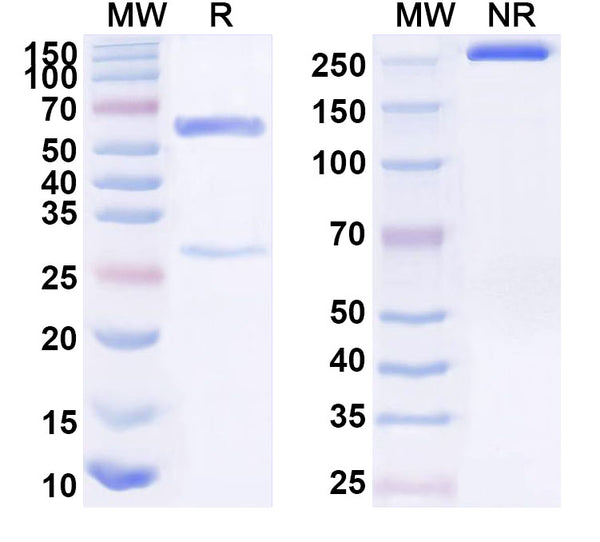 SDS-PAGE for Anti-Human CD53 Antibody (SAA1593)