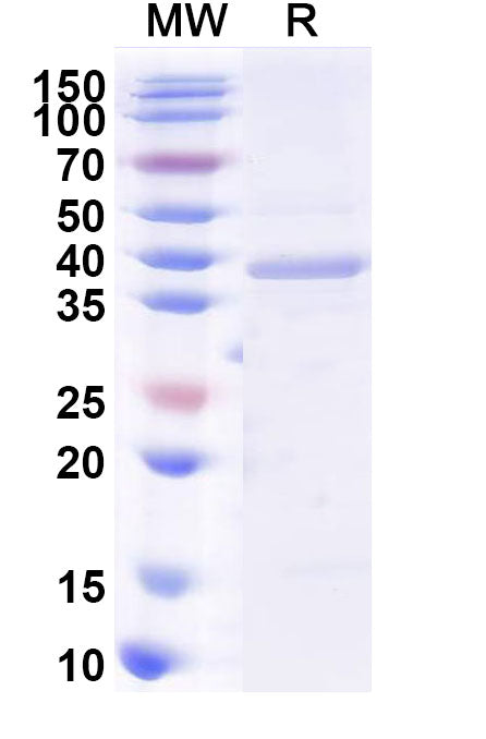 Recombinant Human BPI Protein, N-GST