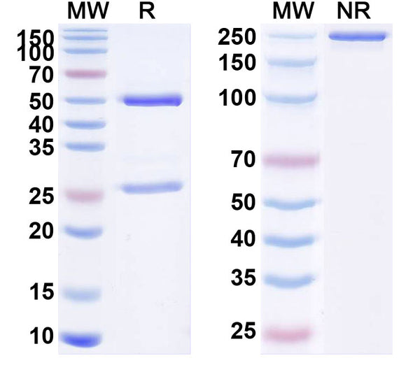 Anti-Human TM4SF1/M3S1 Reference Antibody (AGX-A07) – Figure 1 of 1