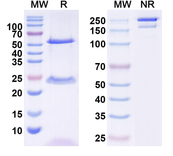 Flow-cytometry using anti-human IL9 antibody.IL9 Transfected CHO cells were stained with an irrelevant antibody (Blue Histogram) or an anti-human IL9 antibody monoclonal antibody (Catalog # HB771010 ,Green Histogram) at a concentration of 5 µg/ml for 30 mins at RT. After washing, bound antibody was detected using a FITC conjugated goat anti-mouse antibody (Catalog # MF690414) and cells analysed on a NovoCyte Flow Cytometer.