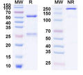 Anti-Human IL-9 Reference Antibody (Enokizumab) – Figure 1 of 1