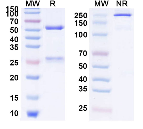 Anti-Human IL-9 Reference Antibody (Enokizumab) – Figure 1 of 1