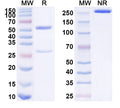 SDS-PAGE for Anti-Human IGFBP3 Antibody (SAA1589)