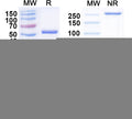 SDS-PAGE for Anti-GABA(A)R, Alpha5 Antibody (N415/66)