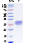 Recombinant Human CD40/TNFRSF5 Protein, C-His