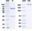 Anti-Human CD40/TNFRSF5 Reference Antibody (Iscalimab) – Figure 1 of 1