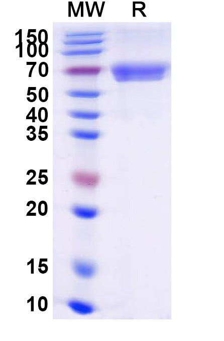 Recombinant Human CD40/TNFRSF5 Protein, C-Fc