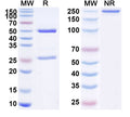 Anti-Human CD40/TNFRSF5 Reference Antibody (Bleselumab) – Figure 1 of 1