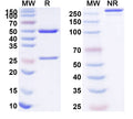 Anti-Human CD40/TNFRSF5 Reference Antibody (Selicrelumab) – Figure 1 of 1