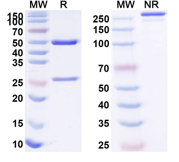 Anti-Human CD40/TNFRSF5 Reference Antibody (Selicrelumab) – Figure 1 of 1