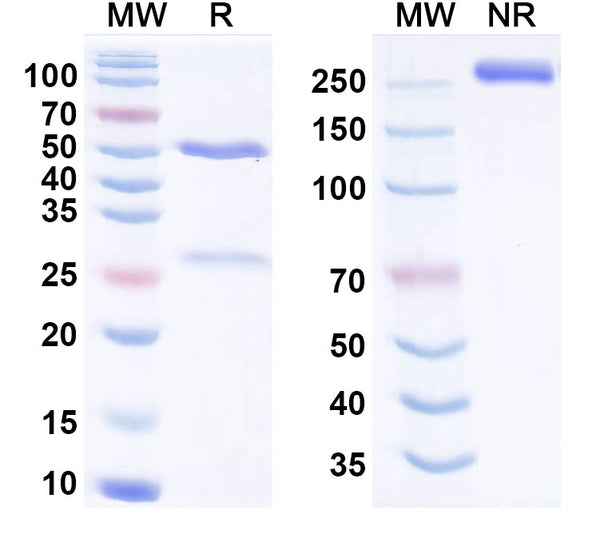 Anti-Human CD40/TNFRSF5 Reference Antibody (Mitazalimab) – Figure 1 of 2