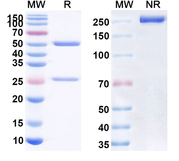 Anti-Human CD40/TNFRSF5 Reference Antibody (Dacetuzumab) – Figure 1 of 4