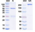 Anti-Human CD40/TNFRSF5 Reference Antibody (Ravagalimab) – Figure 1 of 3
