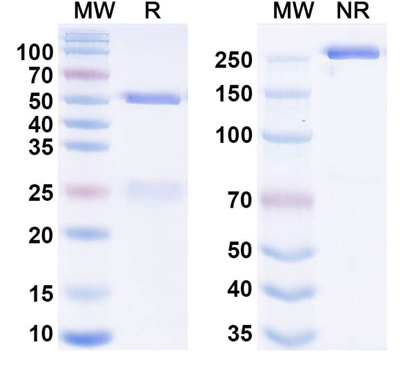 Anti-Human CD40/TNFRSF5 Reference Antibody (Ravagalimab) – Figure 1 of 3