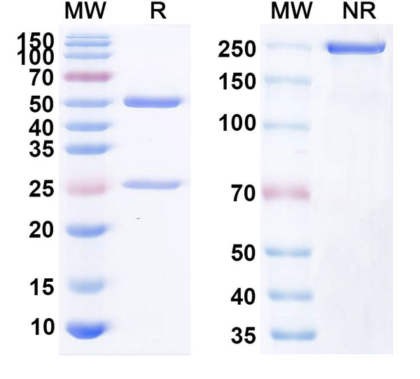 Anti-Human CD40/TNFRSF5 Reference Antibody (2141-V11) – Figure 1 of 1
