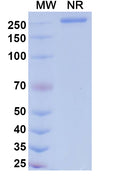 Anti-Human CD40/TNFRSF5 Reference Antibody (Dalnicastobart) – Figure 1 of 1